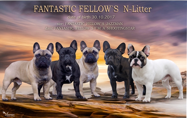 Fantastic_Fellow`s_N_Litter_card_01 - Kopie - Kopie