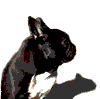 French_Bulldog_Lick03