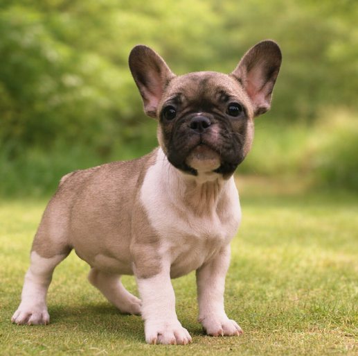 Kopie von Jette 10wochen-4a