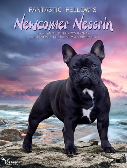 Newcomer Nessrin card 3a