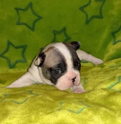 angelina tag28-1a