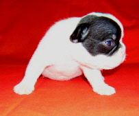  pepina4