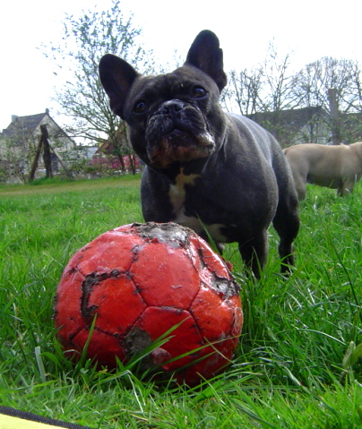ball1a