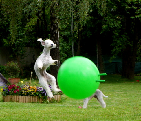 ballspiele8a02
