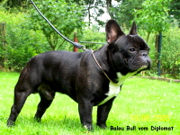 balou bull203