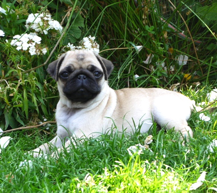 bellefleur 10,5 wochen-2a