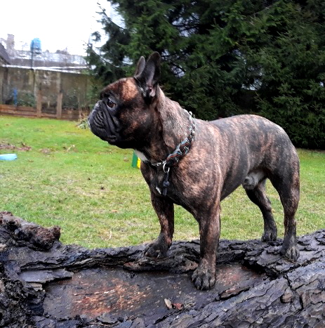ben1,5 jahre-1a