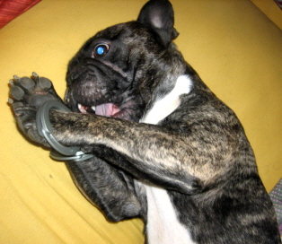 bruno9
