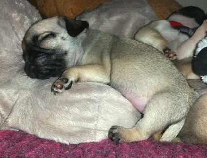 cappuccina woche 6-5a