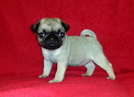 carlotta tag35-1a