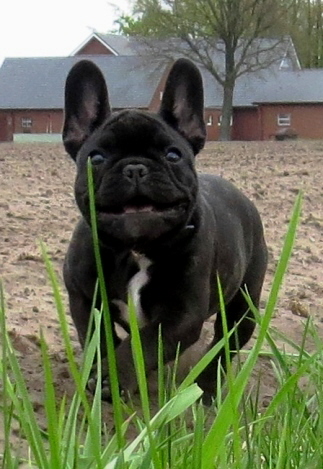 emilio 12,5wochen-2a
