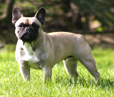 flippi35a
