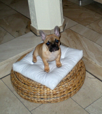 josy1002