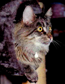 kimba-01