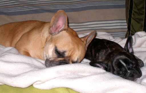 loulou 10wochen-1a