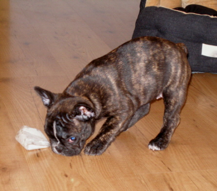 loulou 10wochena02