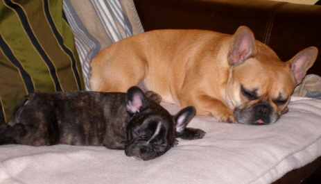 loulou 9wochen-1a
