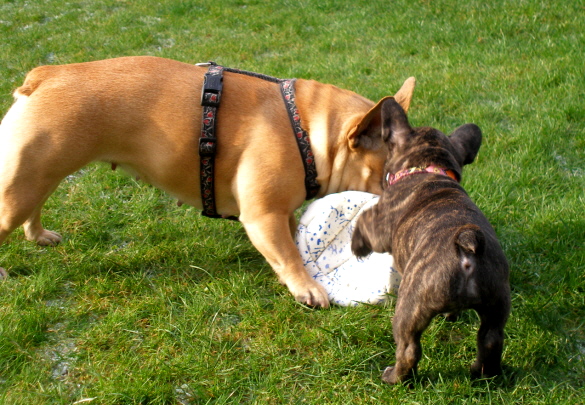 loulou 9wochen-3a