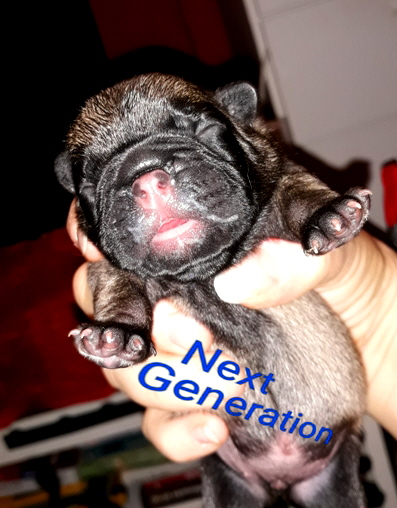nextgeneration tag2-2