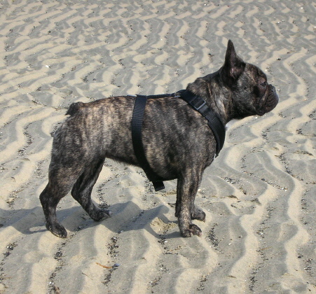 pumba1m04