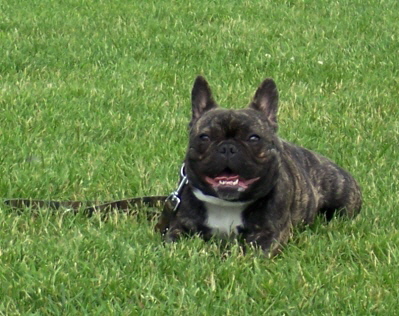 pumba1u