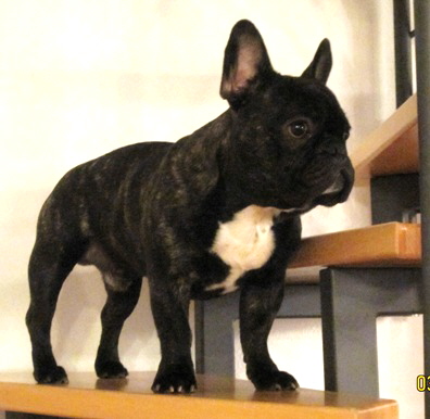 schimmi 1jahr-4a