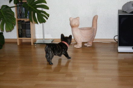 shari 9wochen