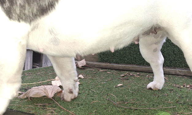 silly tag20-3 - Kopie