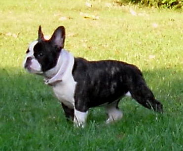 sookie nz2