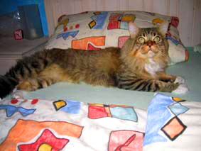 taby 203