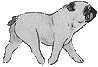 dog-graphics-pug-427666