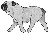 dog-graphics-pug-533786
