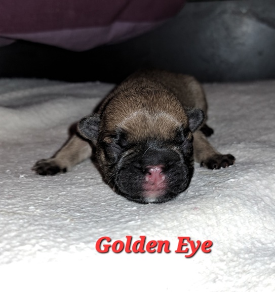 golden eye-1a