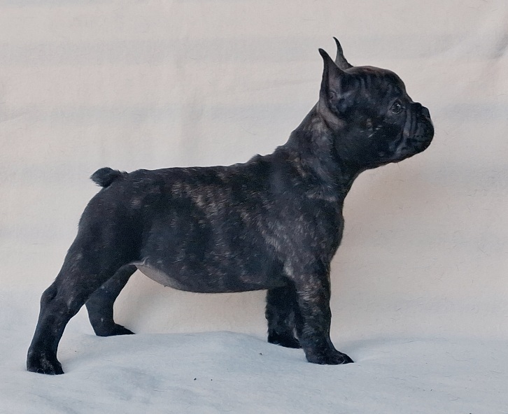 hermine tag60-2a