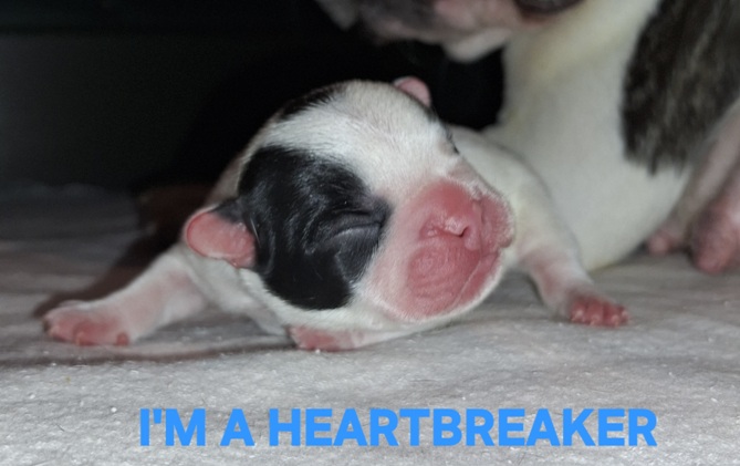 imaheartbreaker tag2-1a