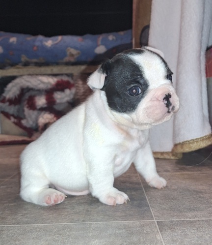 imaheartbreaker tag29-1a