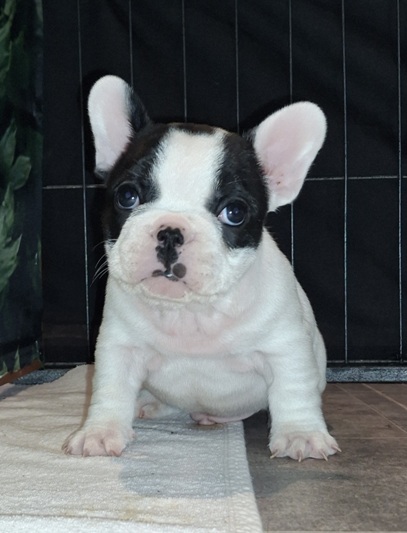 imaheartbreaker tag41-1a