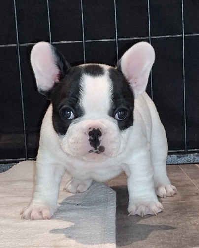 imaheartbreaker tag41-2a