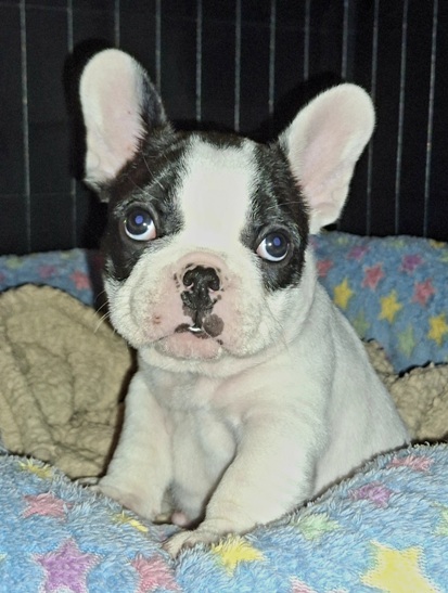 imaheartbreaker tag49-1a