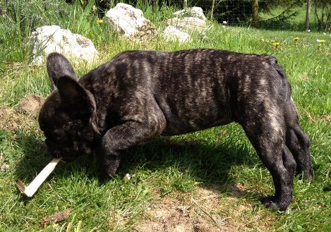 lilly12,5wochen-1a
