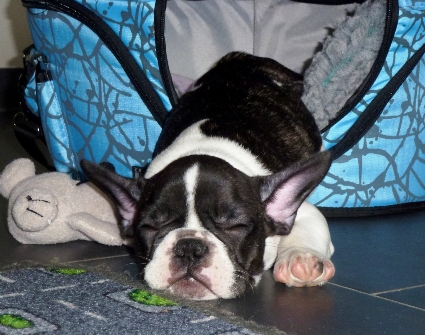 rudi 9wochen-1a