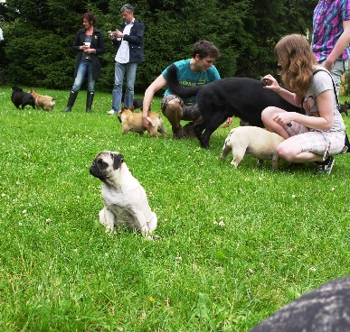 welpentreffen2012-23  
