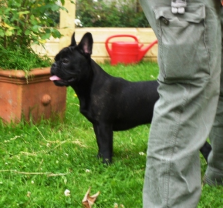 welpentreffen2012-25a