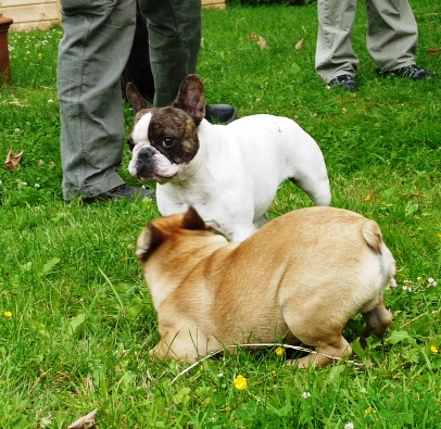 welpentreffen2012-3