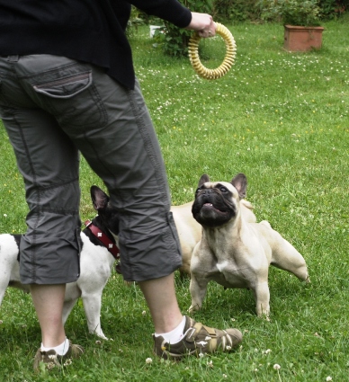 welpentreffen2012-31  