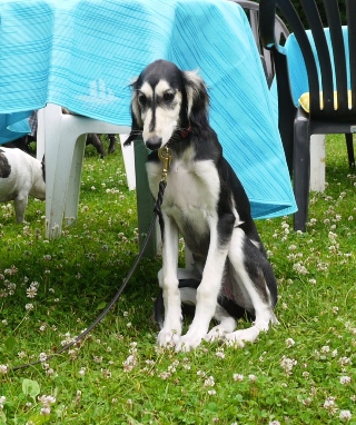 welpentreffen2012-6